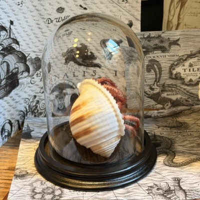 Hermit crab in it's shell under glass bell jar - Dardanus megistos