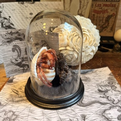 Hermit crab in it's shell under glass bell jar - Dardanus megistos