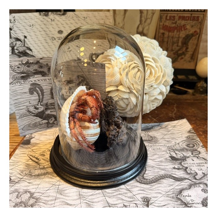 Hermit crab in it's shell under glass bell jar - Dardanus megistos