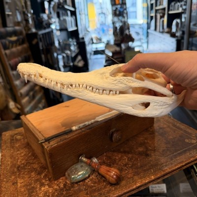 Crâne de Crocodile du Siam - Crocodylus siamensis - 27cm