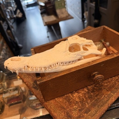 Siamese Crocodile skull - Crocodylus siamensis - 27cm