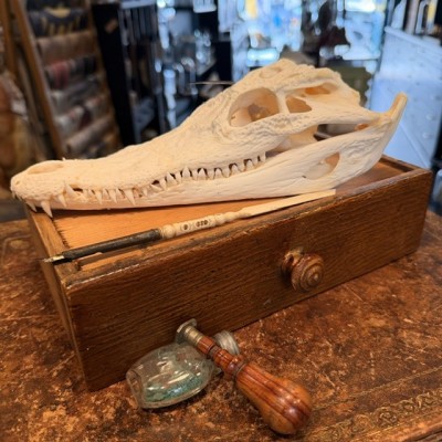 Siamese Crocodile skull - Crocodylus siamensis - 27cm
