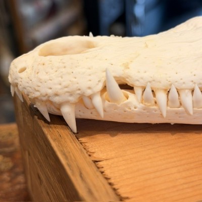 Crâne de Crocodile du Siam - Crocodylus siamensis - 27cm