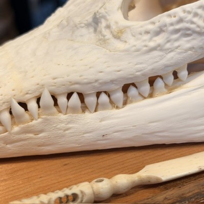 Siamese Crocodile skull - Crocodylus siamensis - 27cm