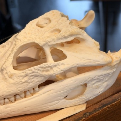 Crâne de Crocodile du Siam - Crocodylus siamensis - 27cm