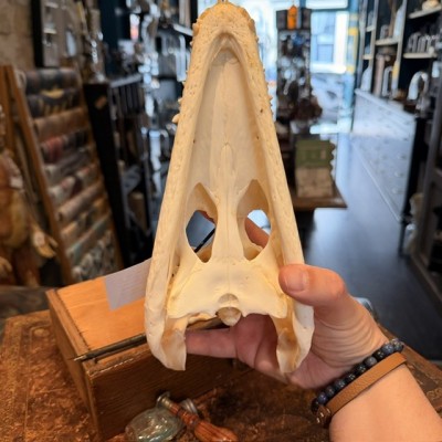 Siamese Crocodile skull - Crocodylus siamensis - 27cm