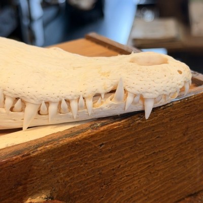 Crâne de Crocodile du Siam - Crocodylus siamensis - 27cm
