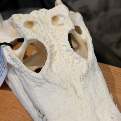 Siamese Crocodile skull - Crocodylus siamensis - 27cm