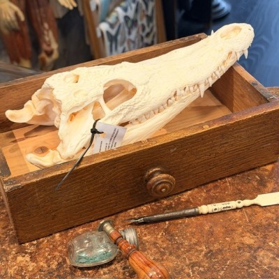 Siamese Crocodile skull - Crocodylus siamensis - 27cm