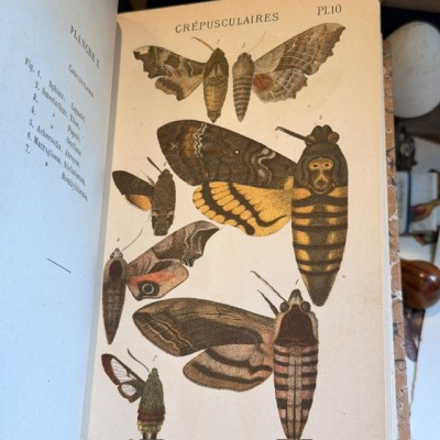Butterflies - Natural History of France - DEYROLLE School Museum - 1886 Book