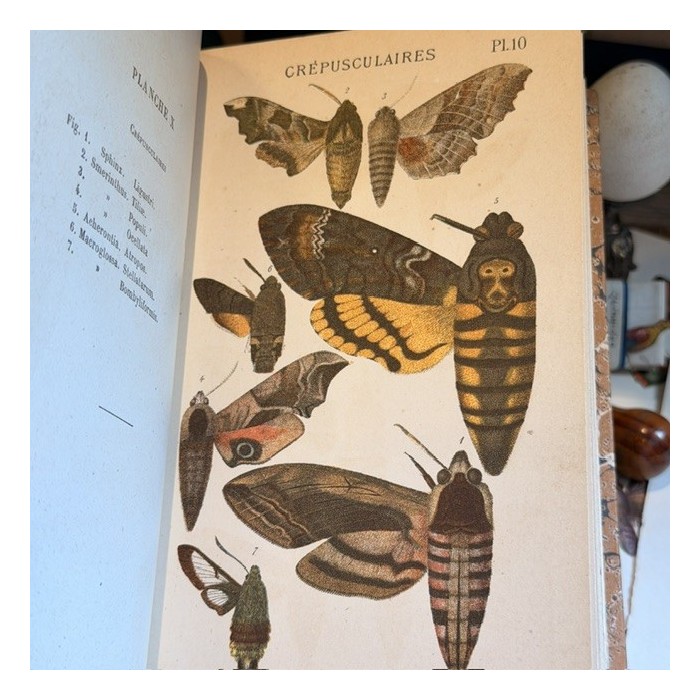 Butterflies - Natural History of France - DEYROLLE School Museum - 1886 Book