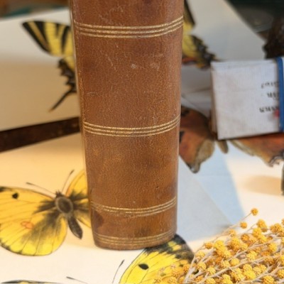 Papillons - Histoire Naturelle - Musée scolaire DEYROLLE - 1886