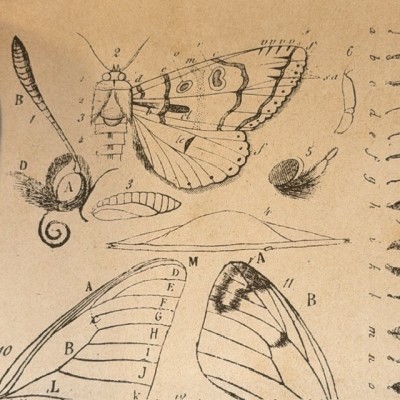 Butterflies - Natural History of France - DEYROLLE School Museum - 1886 Book