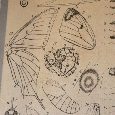 Papillons - Histoire Naturelle - Musée scolaire DEYROLLE - 1886