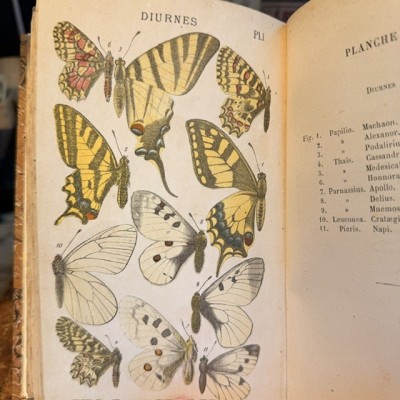 Butterflies - Natural History of France - DEYROLLE School Museum - 1886 Book