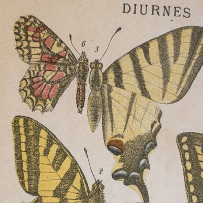 Papillons - Histoire Naturelle - Musée scolaire DEYROLLE - 1886