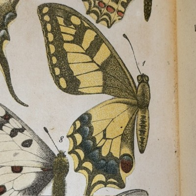 Butterflies - Natural History of France - DEYROLLE School Museum - 1886 Book
