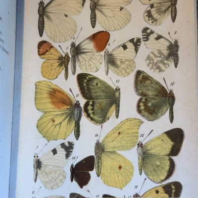 Papillons - Histoire Naturelle - Musée scolaire DEYROLLE - 1886