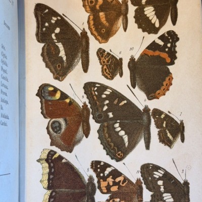 Butterflies - Natural History of France - DEYROLLE School Museum - 1886 Book