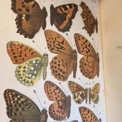 Butterflies - Natural History of France - DEYROLLE School Museum - 1886 Book