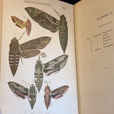 Butterflies - Natural History of France - DEYROLLE School Museum - 1886 Book