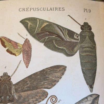Butterflies - Natural History of France - DEYROLLE School Museum - 1886 Book