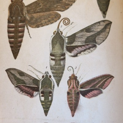 Butterflies - Natural History of France - DEYROLLE School Museum - 1886 Book