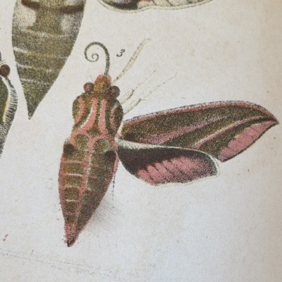Papillons - Histoire Naturelle - Musée scolaire DEYROLLE - 1886