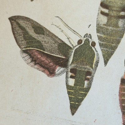 Papillons - Histoire Naturelle - Musée scolaire DEYROLLE - 1886