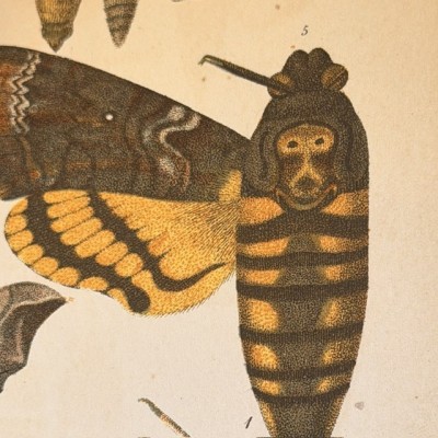 Butterflies - Natural History of France - DEYROLLE School Museum - 1886 Book