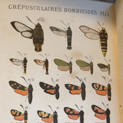 Butterflies - Natural History of France - DEYROLLE School Museum - 1886 Book