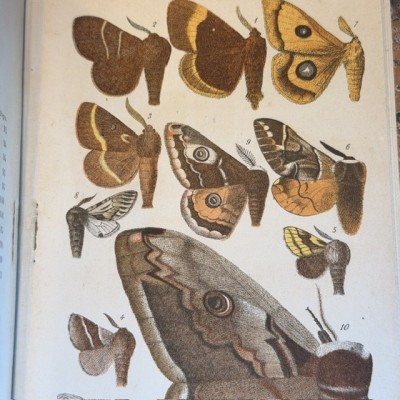 Papillons - Histoire Naturelle - Musée scolaire DEYROLLE - 1886