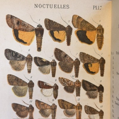 Papillons - Histoire Naturelle - Musée scolaire DEYROLLE - 1886