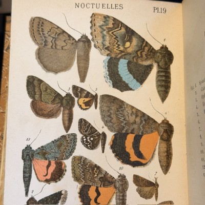 Papillons - Histoire Naturelle - Musée scolaire DEYROLLE - 1886