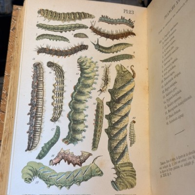 Butterflies - Natural History of France - DEYROLLE School Museum - 1886 Book