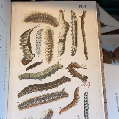 Butterflies - Natural History of France - DEYROLLE School Museum - 1886 Book