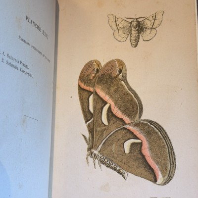 Papillons - Histoire Naturelle - Musée scolaire DEYROLLE - 1886