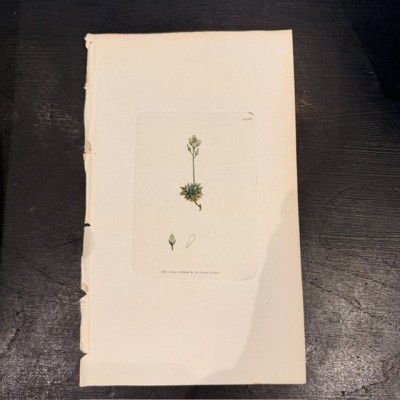 Gravure de Botanique - Sowerby - 1804 -  A l'aquarelle - English Botany