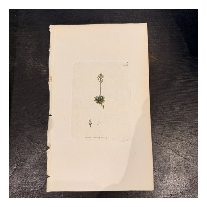 Gravure de Botanique - Sowerby - 1804 -  A l'aquarelle - English Botany