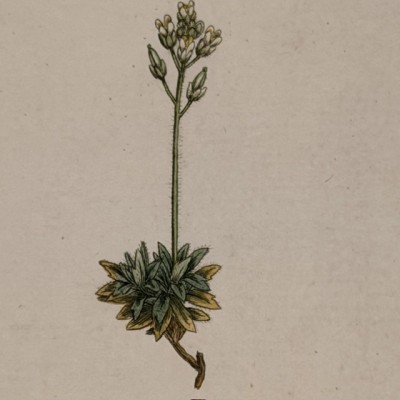 Gravure de Botanique - Sowerby - 1804 -  A l'aquarelle - English Botany