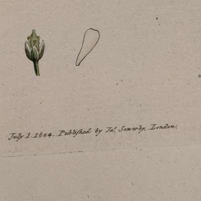 Botanical Plank - English Botany - Sowerby - 1804 - Watercolor engraving