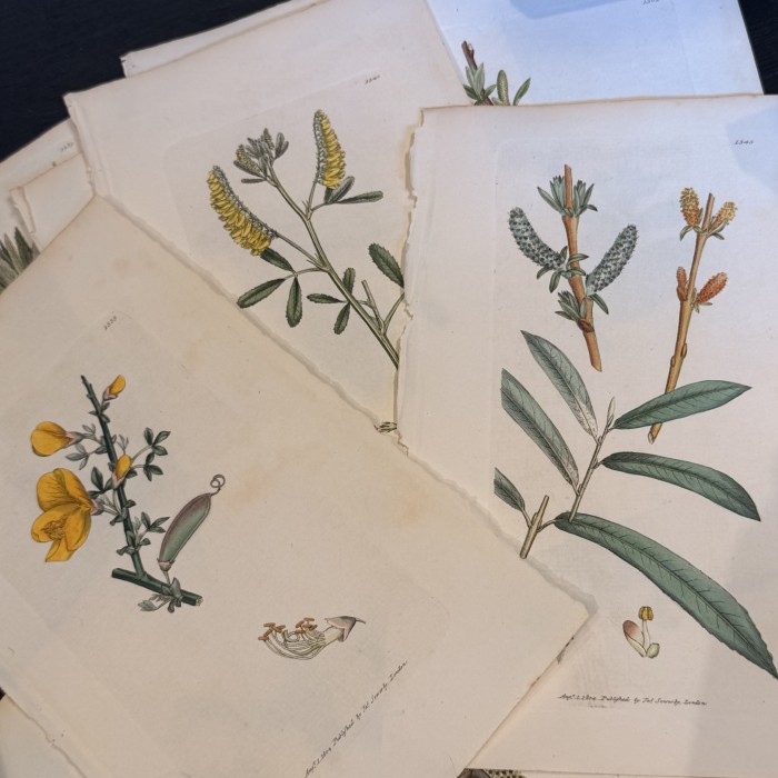 Botanical Plank - English Botany - Sowerby - 1804 - Watercolor engraving