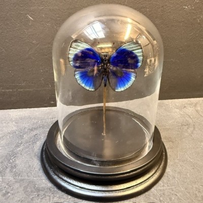 Asterope Leprieuri butterfly under glass bell