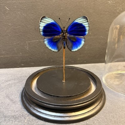 Asterope Leprieuri butterfly under glass bell