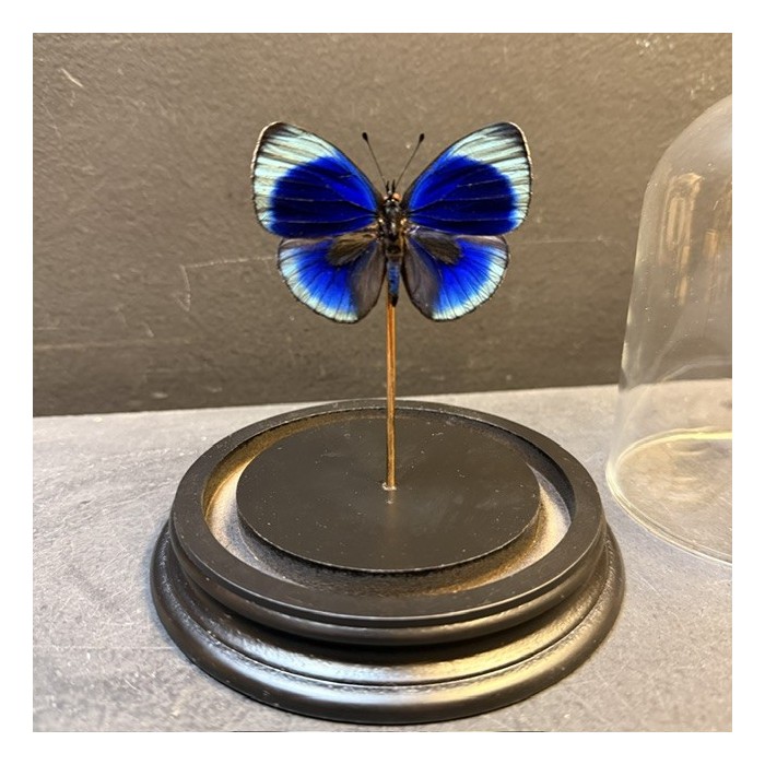 Papillon Asterope Leprieuri sous Cloche en verre