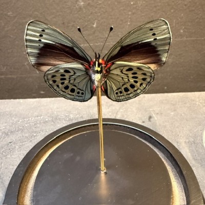 Papillon Asterope Leprieuri sous Cloche en verre