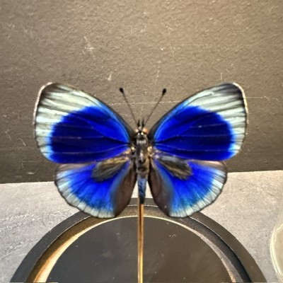 Papillon Asterope Leprieuri sous Cloche en verre