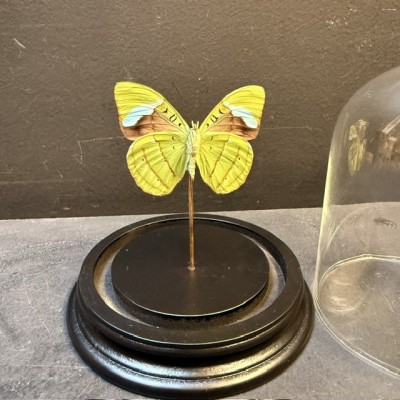 Nessaea hewitsonii butterfly under glass bell