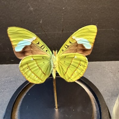 Nessaea hewitsonii butterfly under glass bell