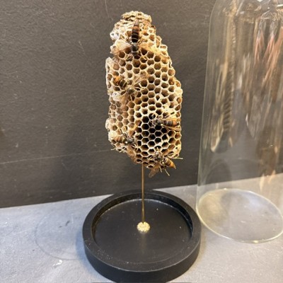 Asian hornets (Vespa velutina) on poliste wasps' nests under glass